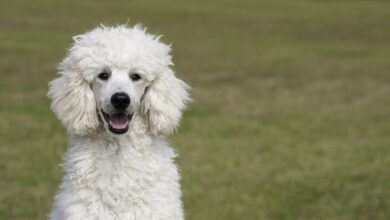 20 foods for Poodles with sensitive stomachs