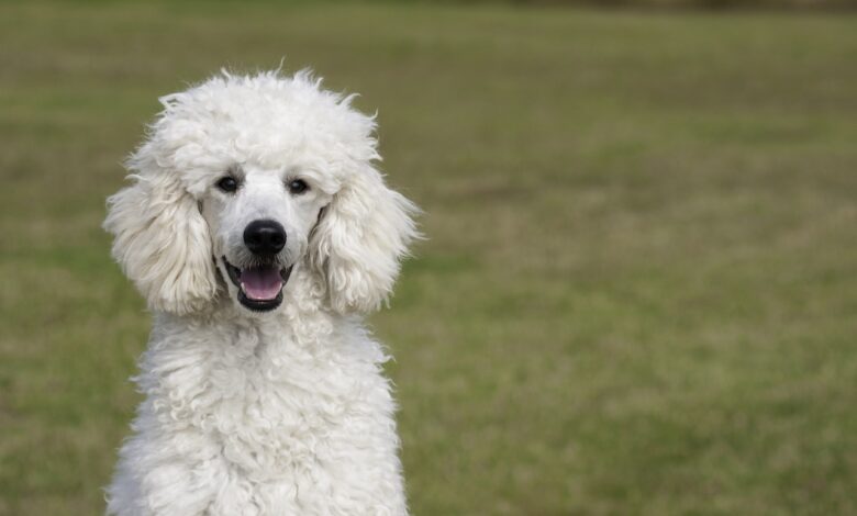 20 foods for Poodles with sensitive stomachs