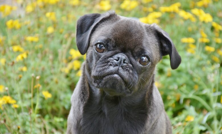 20 Pug owners share the best shampoos for itchy & sensitive skin