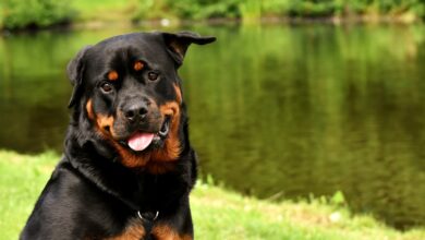 The 20 Best Foods for Rottweilers with Allergies