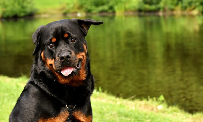 The 20 Best Foods for Rottweilers with Allergies