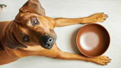 The 8 Best Dog Foods
