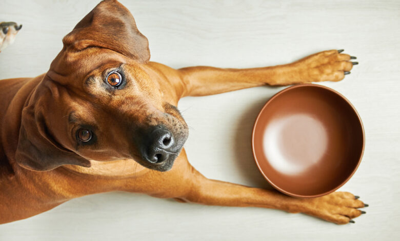 The 8 Best Dog Foods