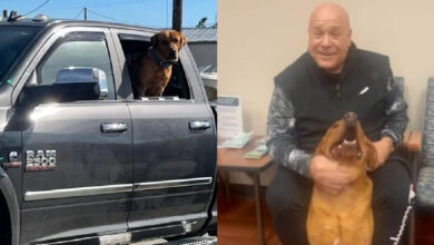 Helpless dog dad witnesses thief steal truck with his beloved puppy inside