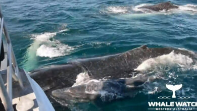 Dolphin Cabin Saves Humpback Mom & Calves From Aggressive Male Whale