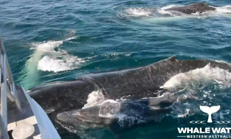 Dolphin Cabin Saves Humpback Mom & Calves From Aggressive Male Whale