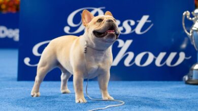 The winner of the 2022 National Dog Show is French Bulldog Winston : NPR