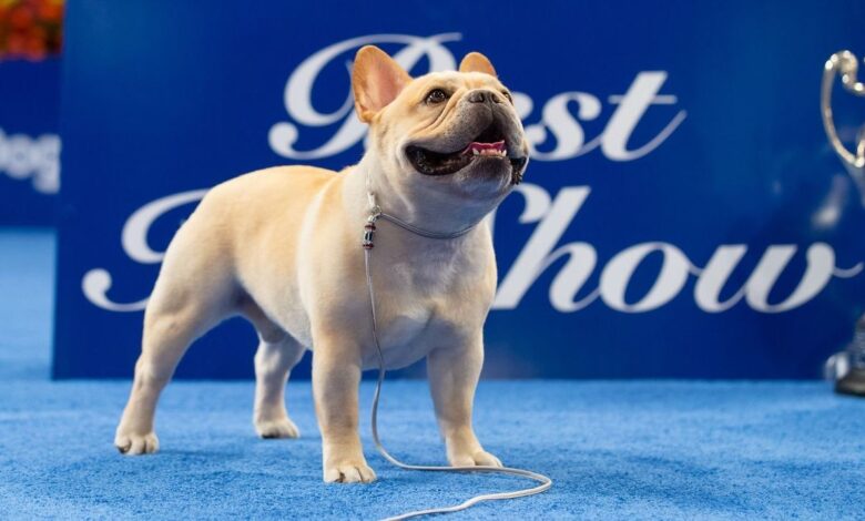 The winner of the 2022 National Dog Show is French Bulldog Winston : NPR