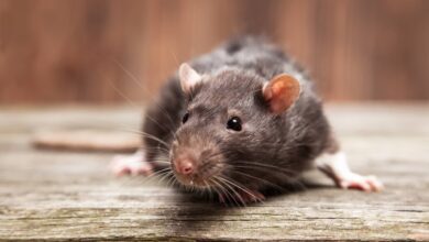 New York City wants to hire a 'rat tsar' - and could pay them $170,000 a year