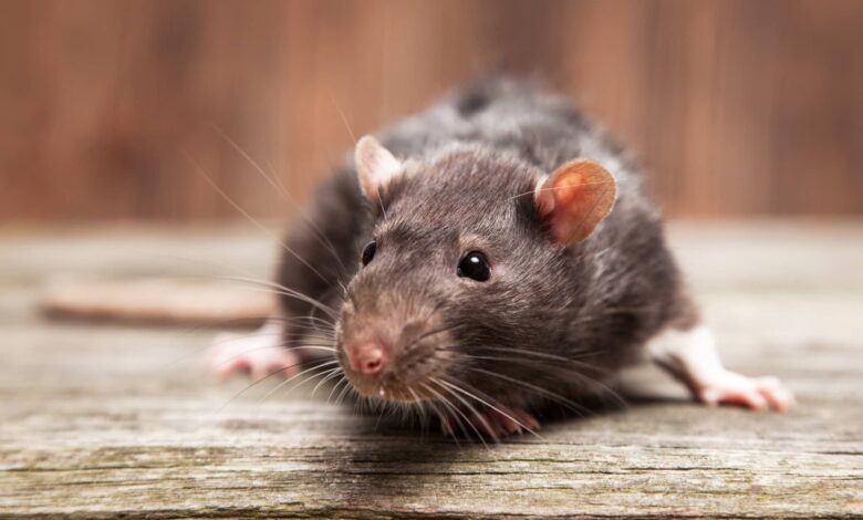 New York City wants to hire a 'rat tsar' - and could pay them $170,000 a year