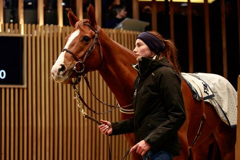 Arqana ends with 56 million euros in sales