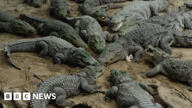 Chennai: Transporting 1,000 Indian crocodiles raises a conundrum