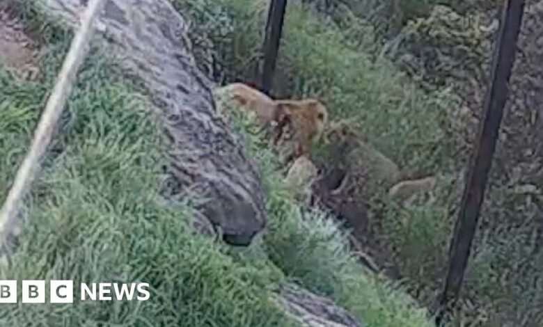 The escape of the lions of Taronga Zoo in Sydney was caught on camera