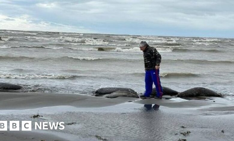 Russia: Found 2,500 seals along the Caspian coast