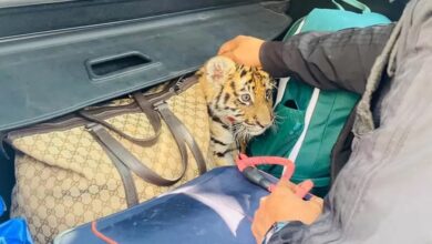 Mexican police find tiger cubs hidden in the trunk of a car