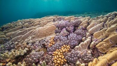 Julia Sumerling's "3000 Reefs" Wins Understory Cairns . Film Festival