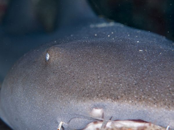 Newly recorded nursing shark feeding behavior