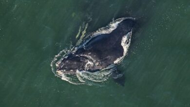 New slow zone target protects right whale