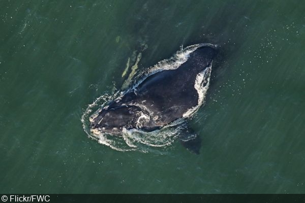 New slow zone target protects right whale