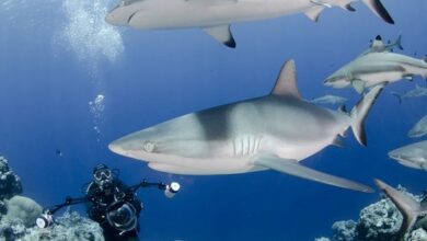 Shark week lacks diverse and positive messages, research proposals