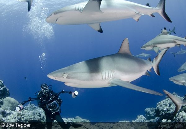 Shark week lacks diverse and positive messages, research proposals