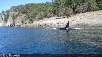 Puget Sound noise reduction protects whales
