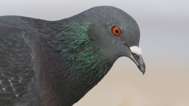 Photographer sues company, wins $1.2 million for Pigeon Pic