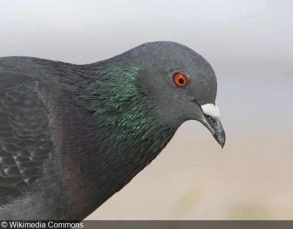 Photographer sues company, wins $1.2 million for Pigeon Pic