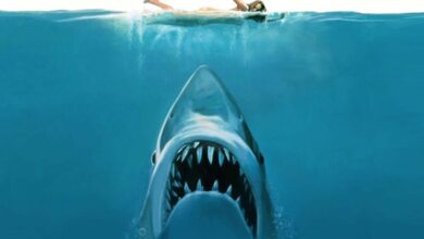 Jaws Director Steven Spielberg Apologies to Sharks