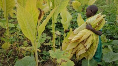 Malawi: Child trafficking and forced labor push thousands to work on tobacco farms