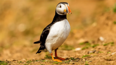 This Year's Puffin Scary Story – Will It Work?