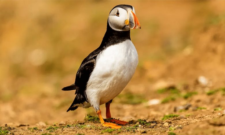 This Year's Puffin Scary Story – Will It Work?