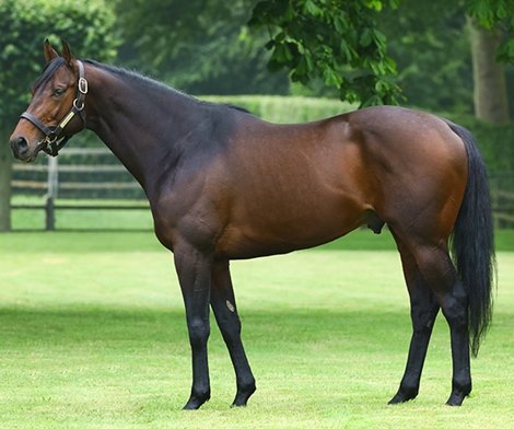 74 Entries cataloged for the Tatts December Online Sale