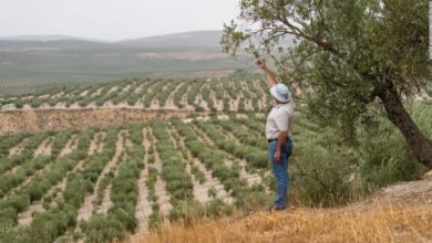 World's olive oil supply threatened by worst drought 'in living memory'