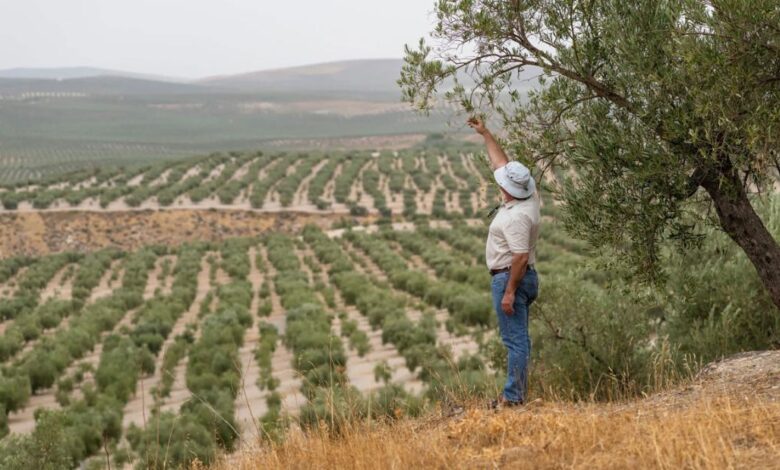 World's olive oil supply threatened by worst drought 'in living memory'