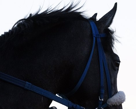 Racing Victoria's Horse Welfare Plan Faces Criticism