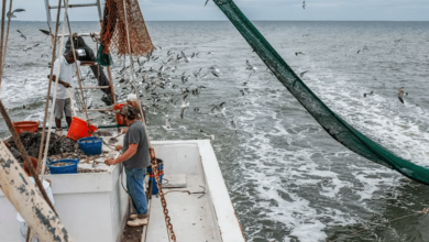 Virginia agrees to compensate fishing industry for offshore wind damage – Watts Up With That?