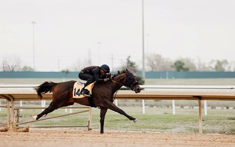 Texas 2 years old in training Date of Sale Set for 2023