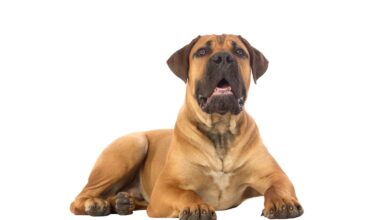 How to train Boerboel - Dogster dog breed