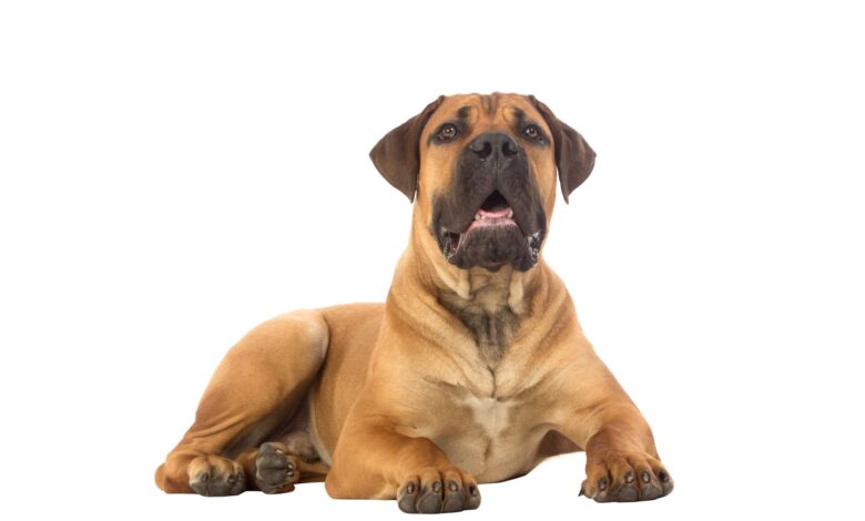 How to train Boerboel - Dogster dog breed