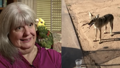 Heartwarming video shows animals unexpectedly asking for help