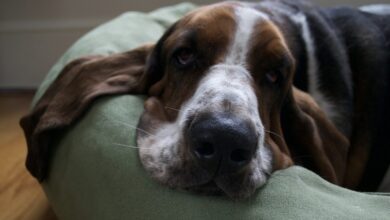 10 Best Dog Beds for Basset Hounds