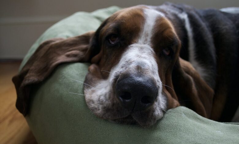 10 Best Dog Beds for Basset Hounds