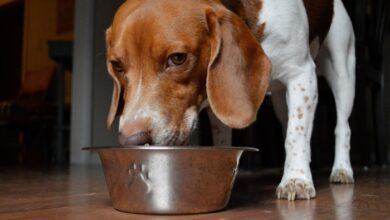 11 Best Raw Dog Food Brands for Beagles