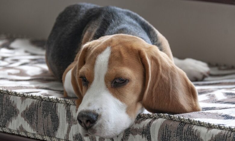 10 Best Dog Beds for Beagles