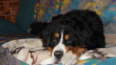 10 Best Dog Beds for Bernese Mountain Dogs
