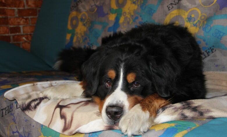 10 Best Dog Beds for Bernese Mountain Dogs