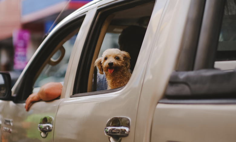 10 Best Dog Seat Belts