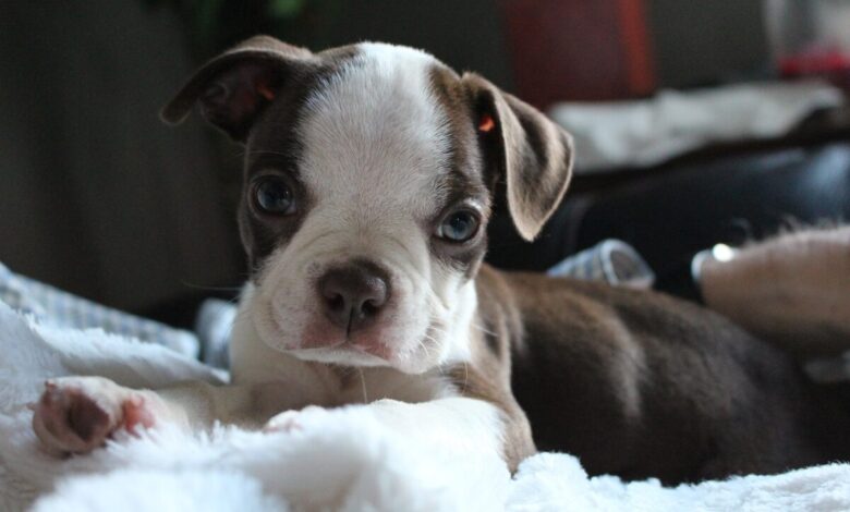 10 Best Dog Beds for Boston Terriers
