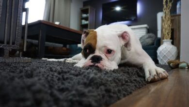 10 Best Dog Beds for Boxers